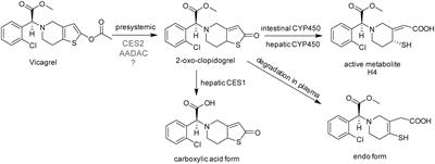 Arylacetamide Deacetylase Is Involved in Vicagrel Bioactivation in Humans